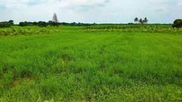 arroz campo perto a banana plantação video