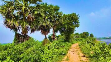 palm bomen - langzaam beweging schot video