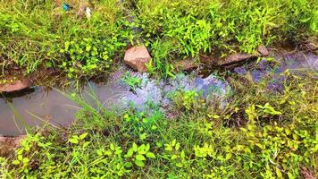 arrozal campo - agua fluido cerca el piedras video