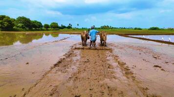 Bulls Ploughing During a Sunny Day video