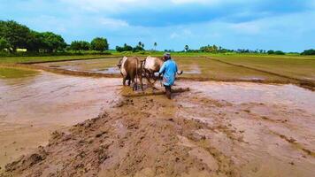 Bulls Ploughing Along With a Farmer video