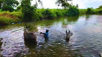 Bull - Resisting to Bath video