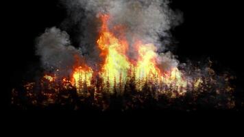 Wildfire burns on black background video