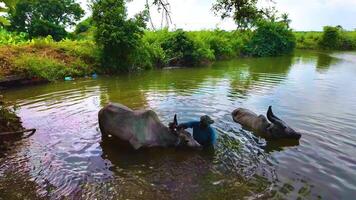 toros baños en un estanque - lento movimiento video