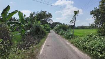 Paddy Field Near the Narrow Road video