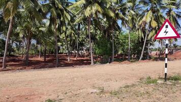 noix de coco des arbres près le Moulins à vent video