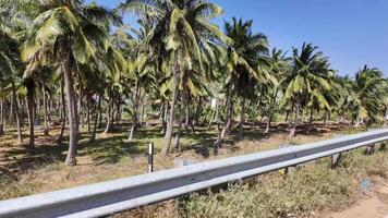 kokosnoot bomen - langzaam beweging schot video