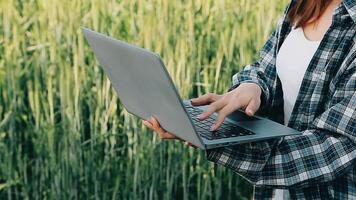 researcher are test the quality of rice in the farm video