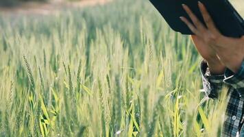 ricercatore siamo test il qualità di riso nel il azienda agricola video