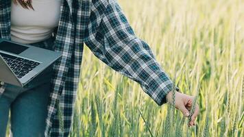 researcher are test the quality of rice in the farm video