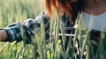 researcher are test the quality of rice in the farm video