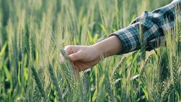 investigador estão teste a qualidade do arroz dentro a Fazenda video