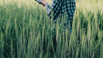 investigador son prueba el calidad de arroz en el granja video