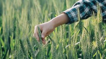 ricercatore siamo test il qualità di riso nel il azienda agricola video