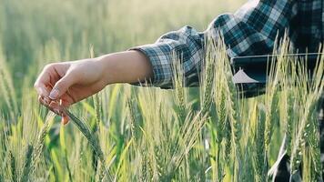 chercheur sont tester le qualité de riz dans le ferme video