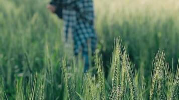 researcher are test the quality of rice in the farm video