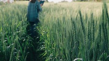 researcher are test the quality of rice in the farm video