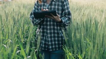 ricercatore siamo test il qualità di riso nel il azienda agricola video