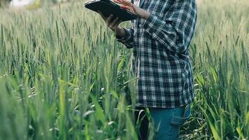 ricercatore siamo test il qualità di riso nel il azienda agricola video