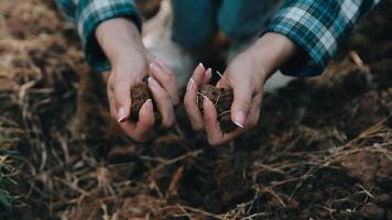 topo Visão do solo dentro mãos para Verifica a qualidade do a solo para ao controle solo qualidade antes semente plantar. futuro agricultura conceito. inteligente agricultura, usando moderno tecnologias dentro agricultura video