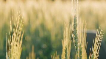 ricercatore siamo test il qualità di riso nel il azienda agricola video