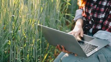 researcher are test the quality of rice in the farm video