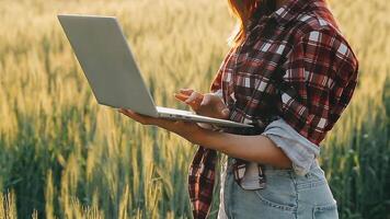 researcher are test the quality of rice in the farm video