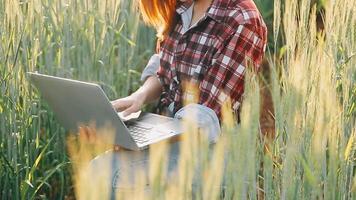 researcher are test the quality of rice in the farm video