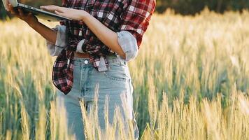 researcher are test the quality of rice in the farm video