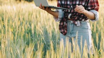 ricercatore siamo test il qualità di riso nel il azienda agricola video