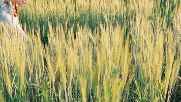 researcher are test the quality of rice in the farm video