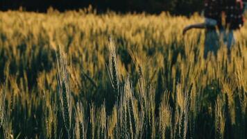 researcher are test the quality of rice in the farm video