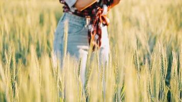 researcher are test the quality of rice in the farm video