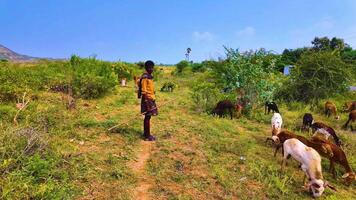 Goatherd Watching the Camera in India video