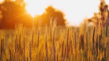 bellissimo oro colore tramonto a riso campo, riso terrazza. video