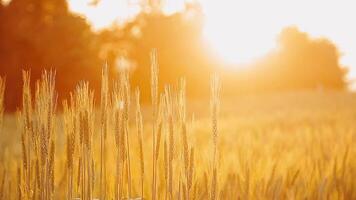 skön guld Färg solnedgång på ris fält, ris terrass. video