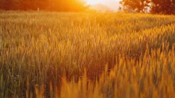 Beautiful gold color sunset at rice field, rice terrace. video