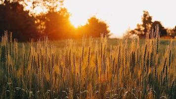 mooi goud kleur zonsondergang Bij rijst- veld, rijst- terras. video