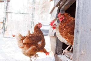 chicken walking on an eco-poultry farm in winter, free-range chicken farm photo