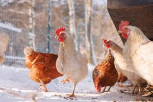 pollo caminando en un aves de corral ecológicas granja en invierno, Rango libre pollo granja foto