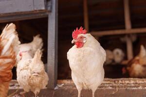 pollo de cerca de un aves de corral ecológicas granja en invierno, Rango libre pollo granja foto