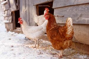 chicken walking on an eco-poultry farm in winter, free-range chicken farm photo