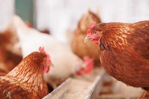 chicken eats feed and grain at eco chicken farm, free range chicken farm photo