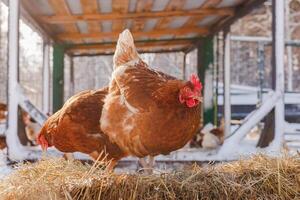chicken eats feed and grain on eco poultry farm, free range poultry farm photo