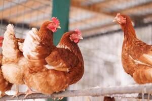 pollo de cerca de un aves de corral ecológicas granja en invierno, Rango libre pollo granja foto