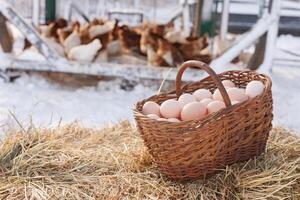 cesta con pollo huevos en el antecedentes de un pollo eco granja, gratis rango pollo granja foto