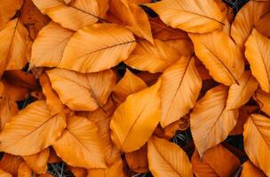 AI generated a pile of orange yellow leaves lying photo