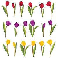 Set of colorful tulips. Vector illustration.
