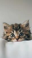 AI generated Curious Kittens, a group of playful kittens exploring their surroundings on a white backdrop, background image, generative AI photo