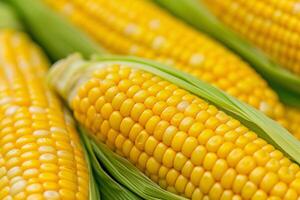 AI Generated Fresh harvested corn. Textures and kernels of corn on cob photo